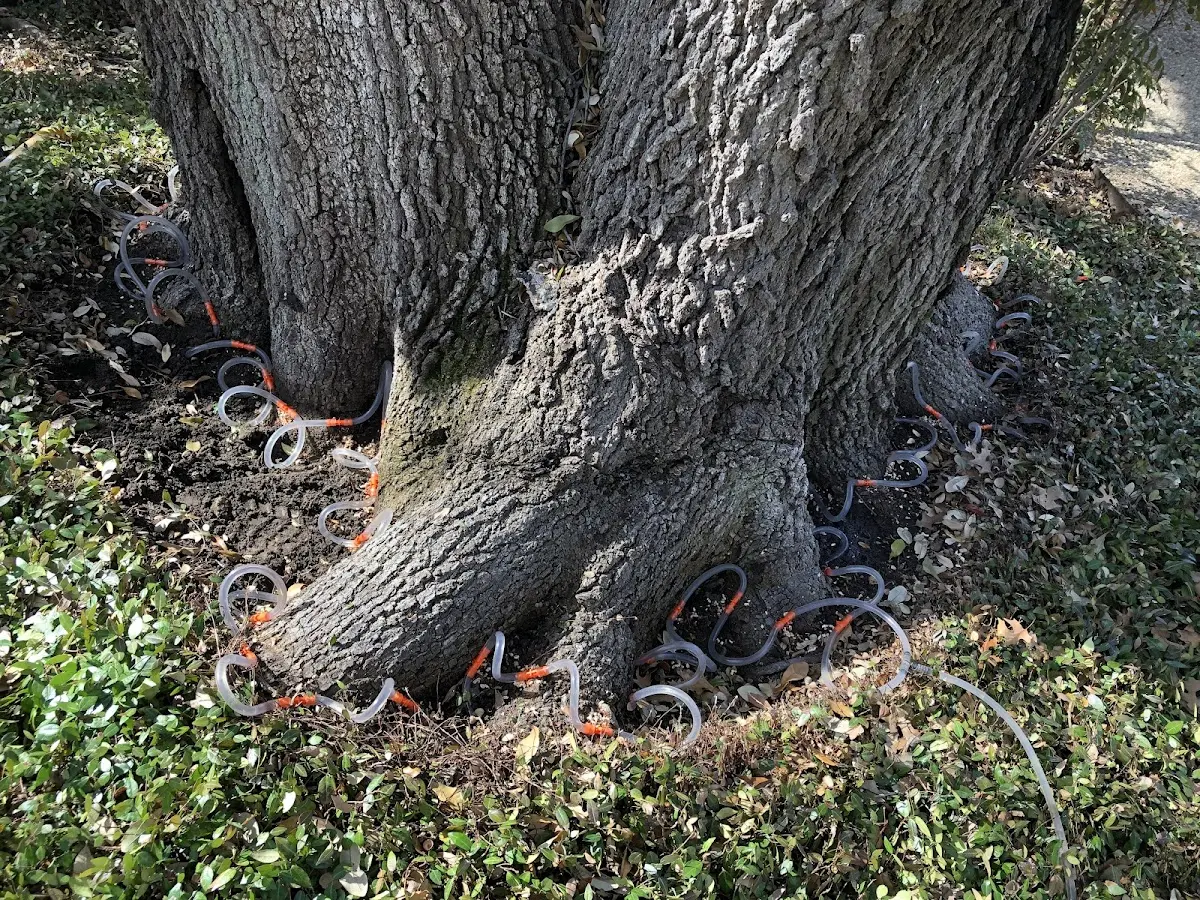 Detailed Tree Cabling and Bracing job site in Lebo